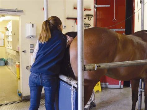 horse asshole|Equine Rectal Examination